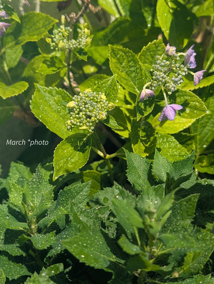 CatsMarch's tweet photo. 今朝の水やりの後で

額紫陽花が今年も色づいてきました
十数輪、丸くなった花の、その内9輪の額が薄ピンクに

②手前の濃緑の葉は桔梗
こんもり茂ってきました

ミニバラは残念ながら、今年は蕾を付けず😢

③アーモンドの実、4つなってたのが1つ残って大きくなってきました

④ミニトマト、5個くらい https://t.co/bNQ7tUa7d9