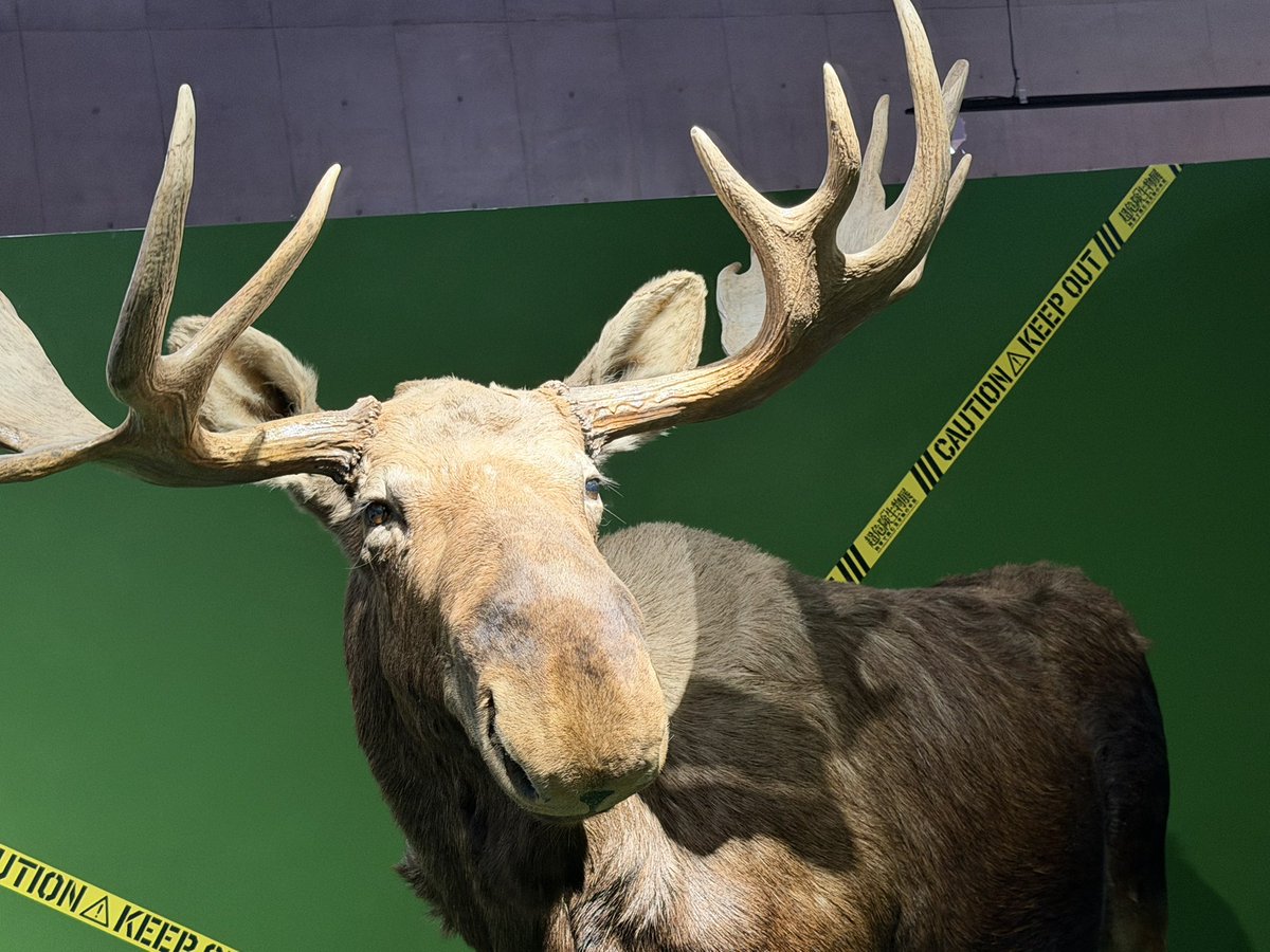ツノやトゲで攻撃するウェポン系の危険生物でヘラジカが取り上げられて