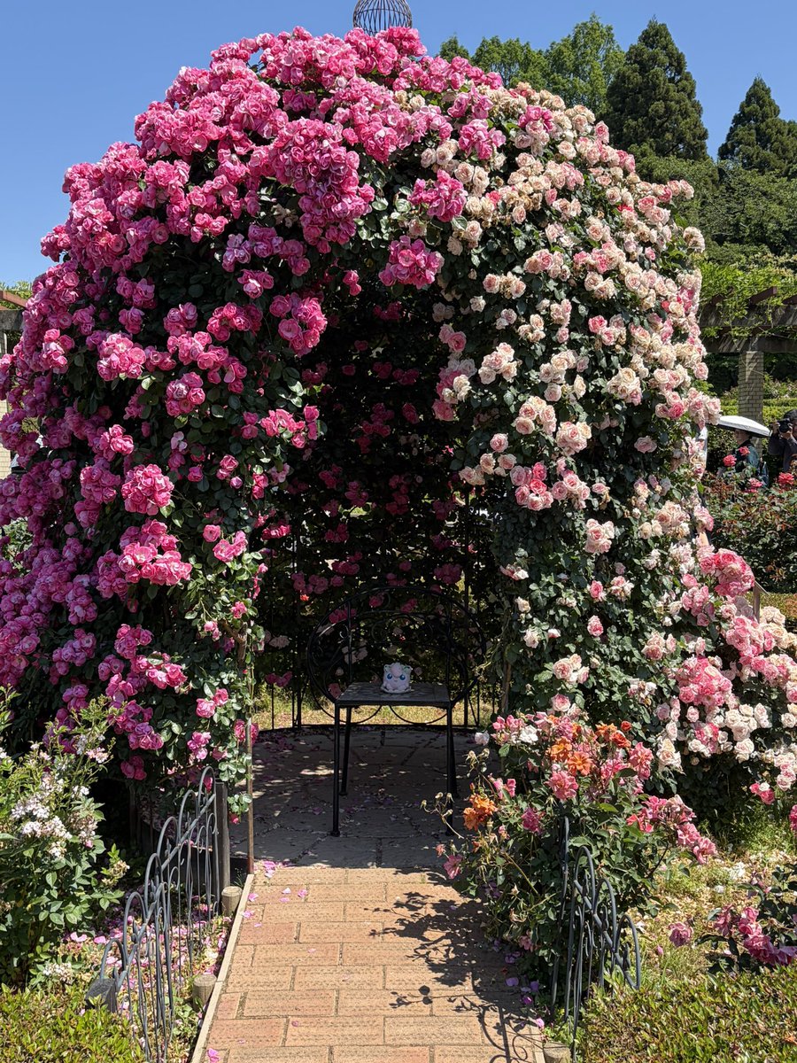 sny_ray's tweet photo. バラめちゃきれいだった🌹 https://t.co/tD0OFMGCBi