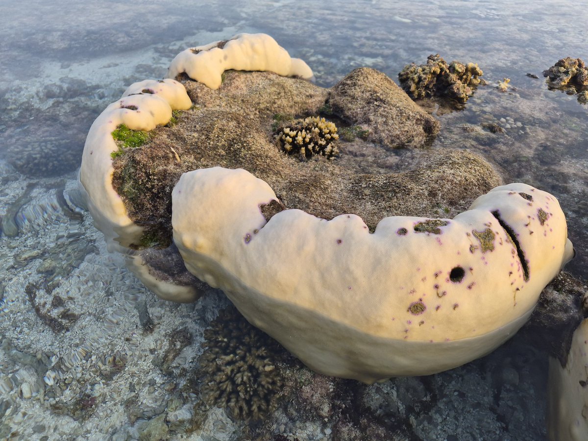 husendidi's tweet photo. Just 2 weeks ago these corals were vibrant a colourful, now turning ghostly white from thermal stress. #Coralbleaching is happening right now in the Maldives and around the world. This intense marine #heatwave2026 is pushing sea temperatures beyond normal limits.
17th May 2026 https://t.co/MatGycLbFx