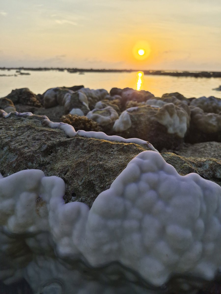 husendidi's tweet photo. Just 2 weeks ago these corals were vibrant a colourful, now turning ghostly white from thermal stress. #Coralbleaching is happening right now in the Maldives and around the world. This intense marine #heatwave2026 is pushing sea temperatures beyond normal limits.
17th May 2026 https://t.co/MatGycLbFx