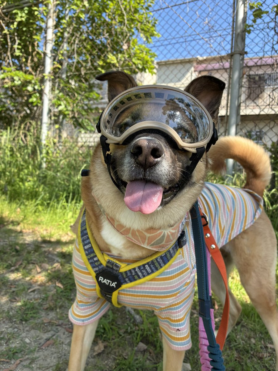 保護犬ティータのママ tweet media