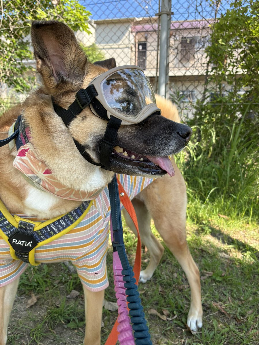保護犬ティータのママ tweet media
