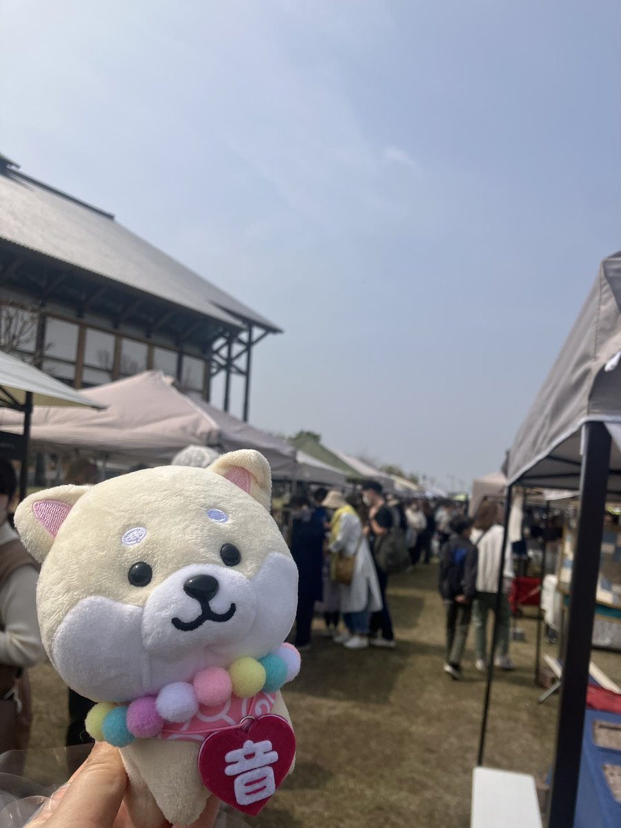 Shelly_Qoo's tweet photo. 3月末。マルシェへGO！音ちゃんいないと楽しさ半減だなー😔わんこ連れの方も多くて癒されました🍀
音ちゃんはこういうイベントが大好きでした💕何故なら…美味しい匂いがするから🤤＆色んな人にチヤホヤされてなでなでしてもらえるから！…多分w🤣
#春のお出掛け記録 #柴犬 #マルシェ https://t.co/h4KJsGoA4r