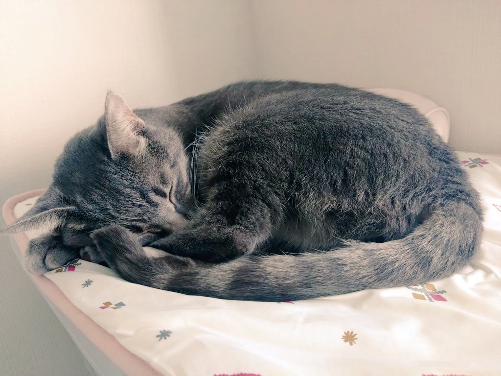 猫、飼い始めました (@D21nyankoro) / Posts / X