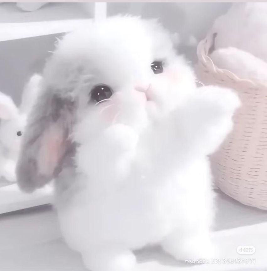 bunni tweet media