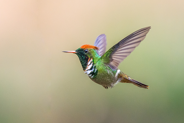 Aves do Brasil tweet media