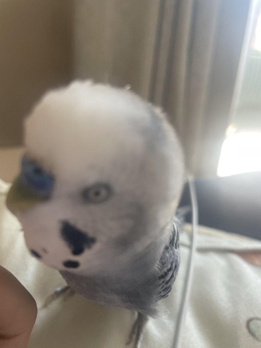 クロエ🐦@鳥垢 tweet media