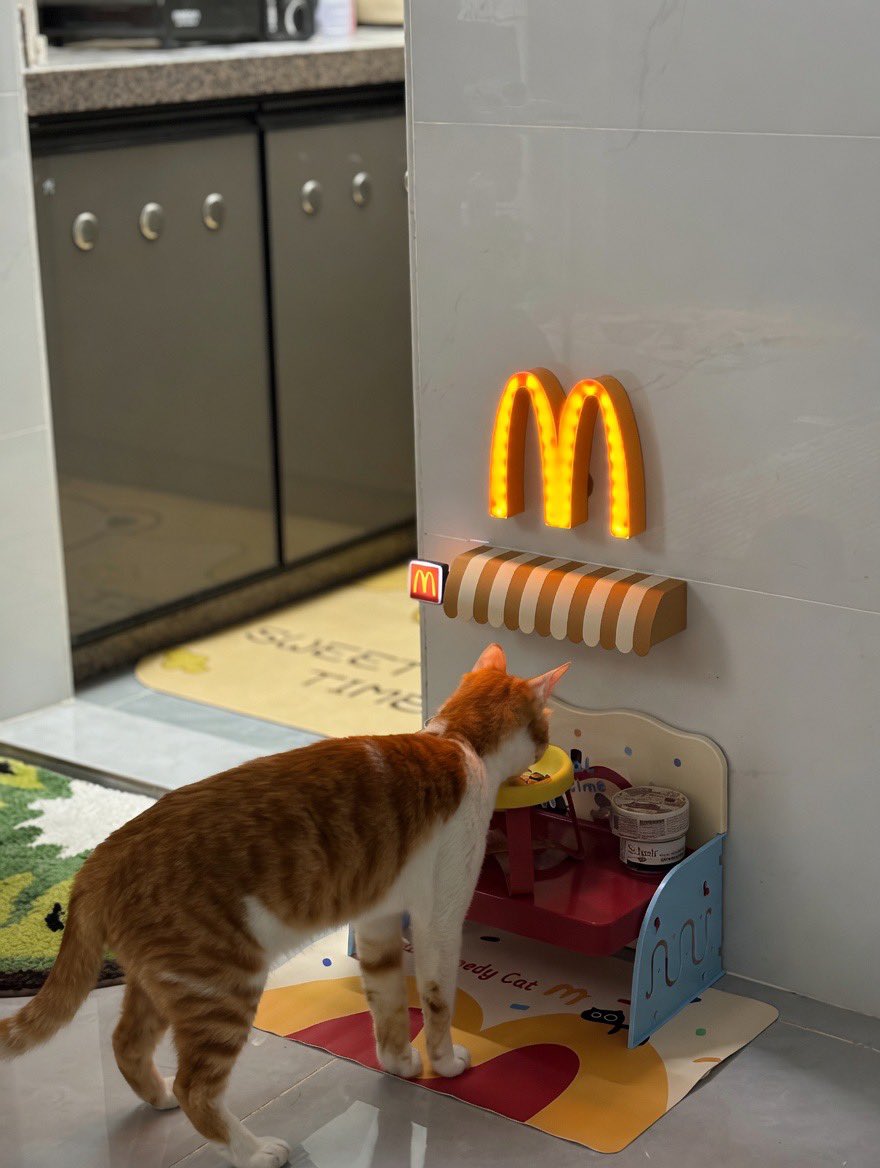 iloynaraa's tweet photo. Printilan anabul skrg lucu” yaa wkwk🐈🤍

Ketawa mulu liat sih ucing makan nya ke Mcd mulu tiap hari, giliran sih babu nya ini makan nasi tempe telor😭 https://t.co/bOEFfhtyEA