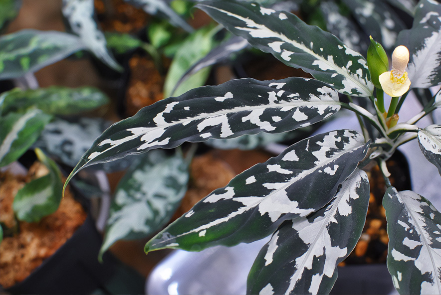 omiso_plants's tweet photo. Aglaonema pictum Aceh産
花粉噴出待ち。 https://t.co/awVum086mo
