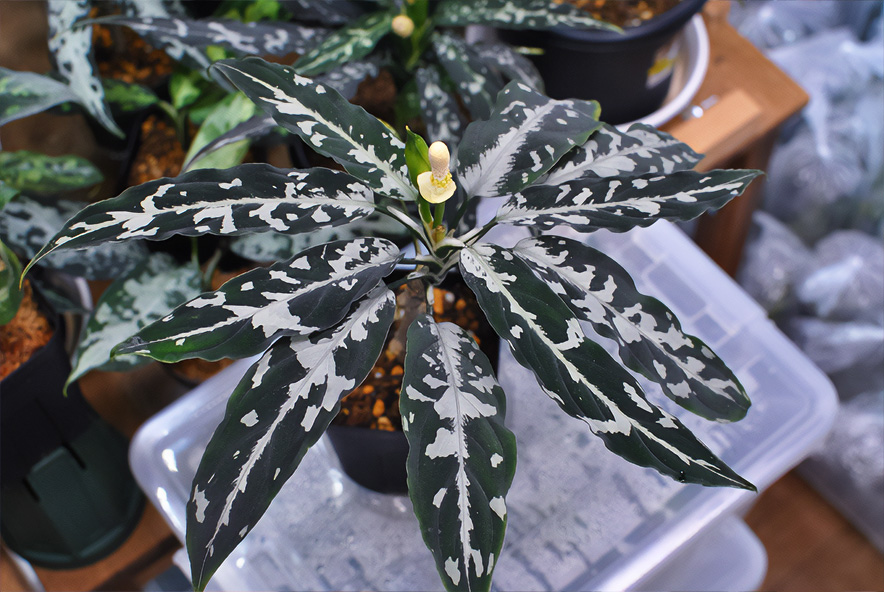 omiso_plants's tweet photo. Aglaonema pictum Aceh産
花粉噴出待ち。 https://t.co/awVum086mo
