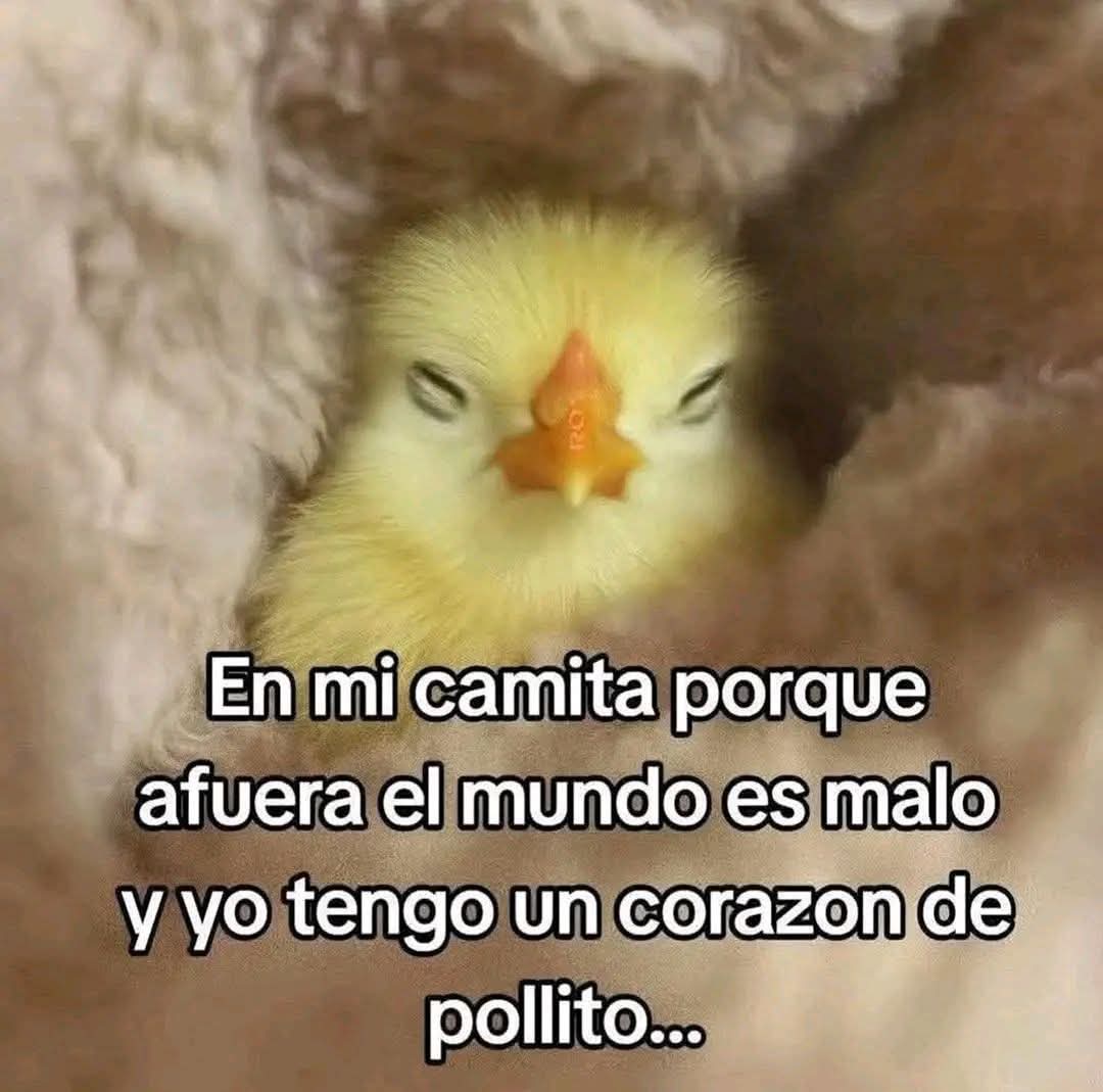 TuziPopMemes🤪😂🤣 tweet media