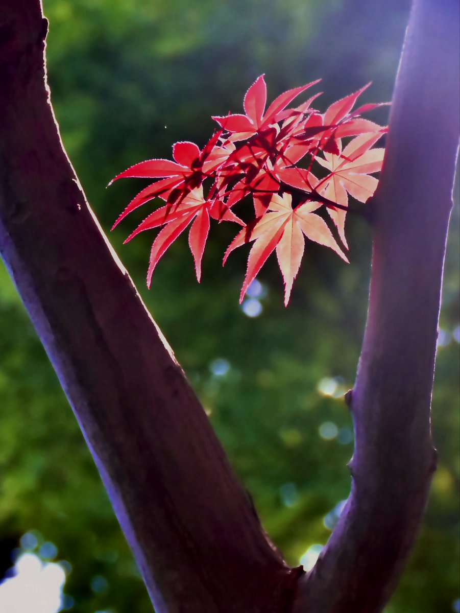 紅葉