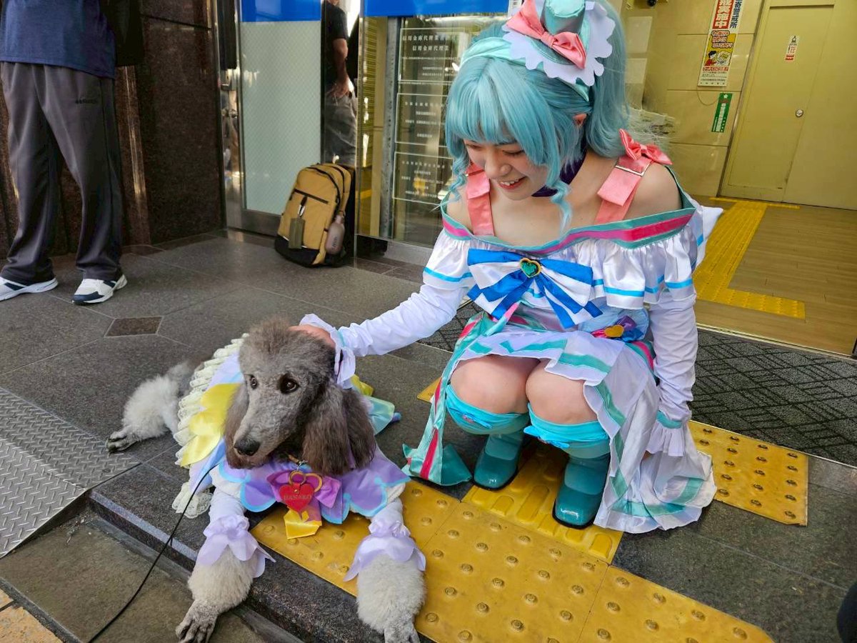 Noncuram's tweet photo. キュアアンサー衣装のわんちゃんと🩷🐶

可愛くて癒された☺️🩵💜 https://t.co/4mQ5BZSQdF