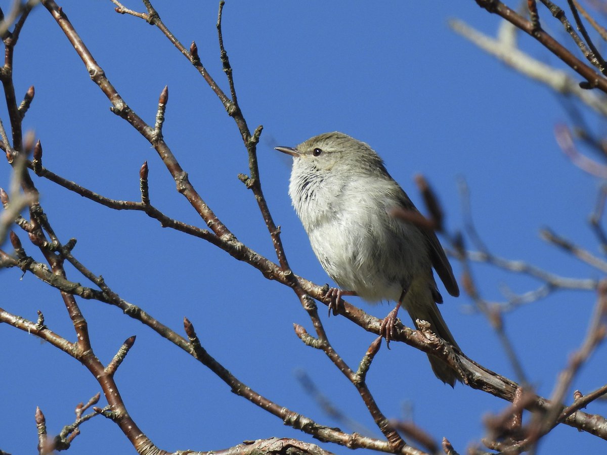 J9_Birds's tweet photo. 春シーズンはウグイスが観察しやすいね https://t.co/qDIR01WwO4