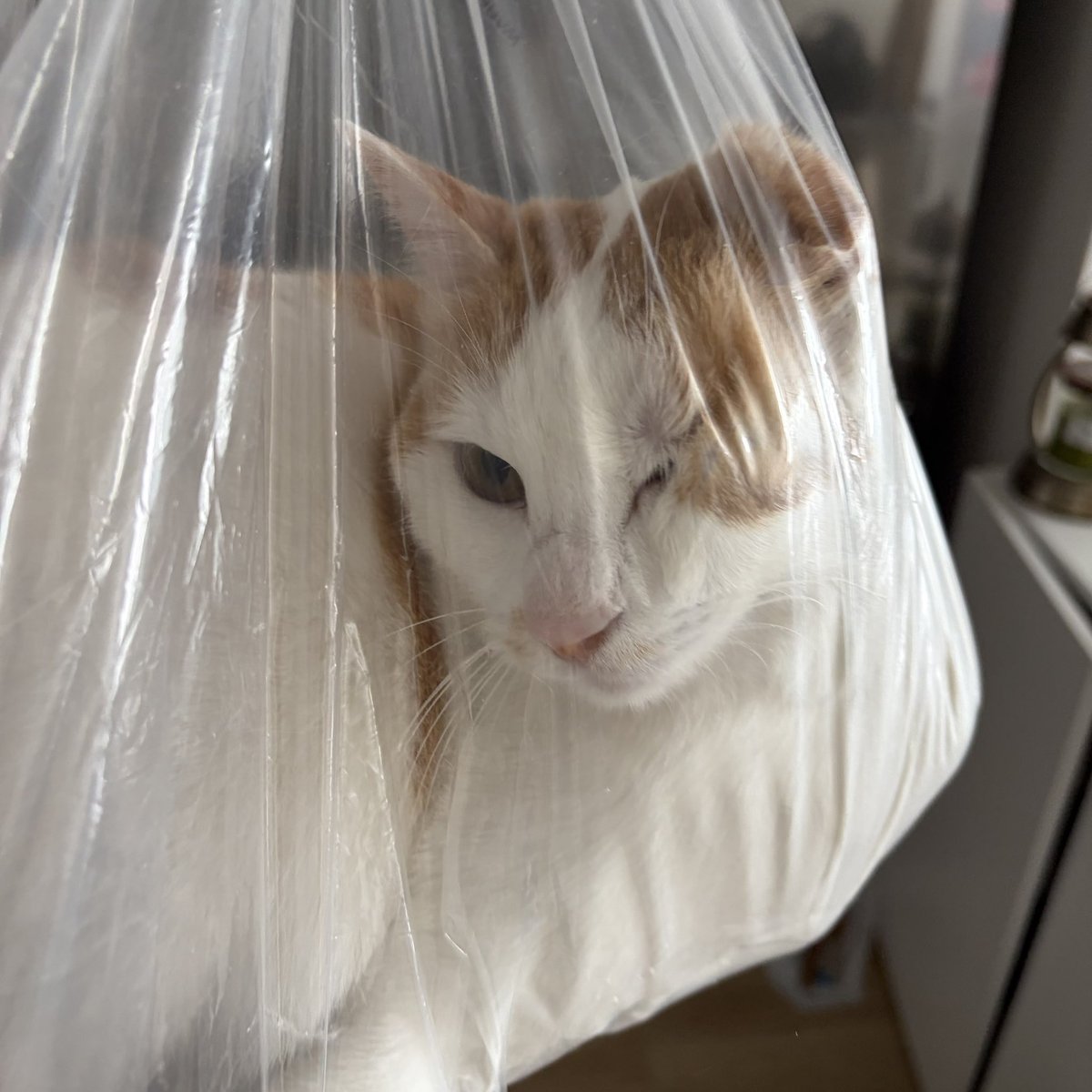 비닐고양이 tweet media