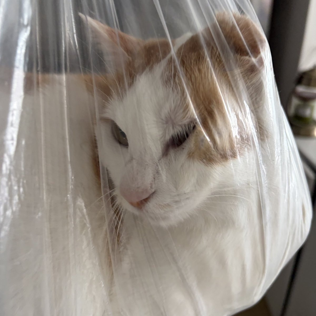 비닐고양이 tweet media