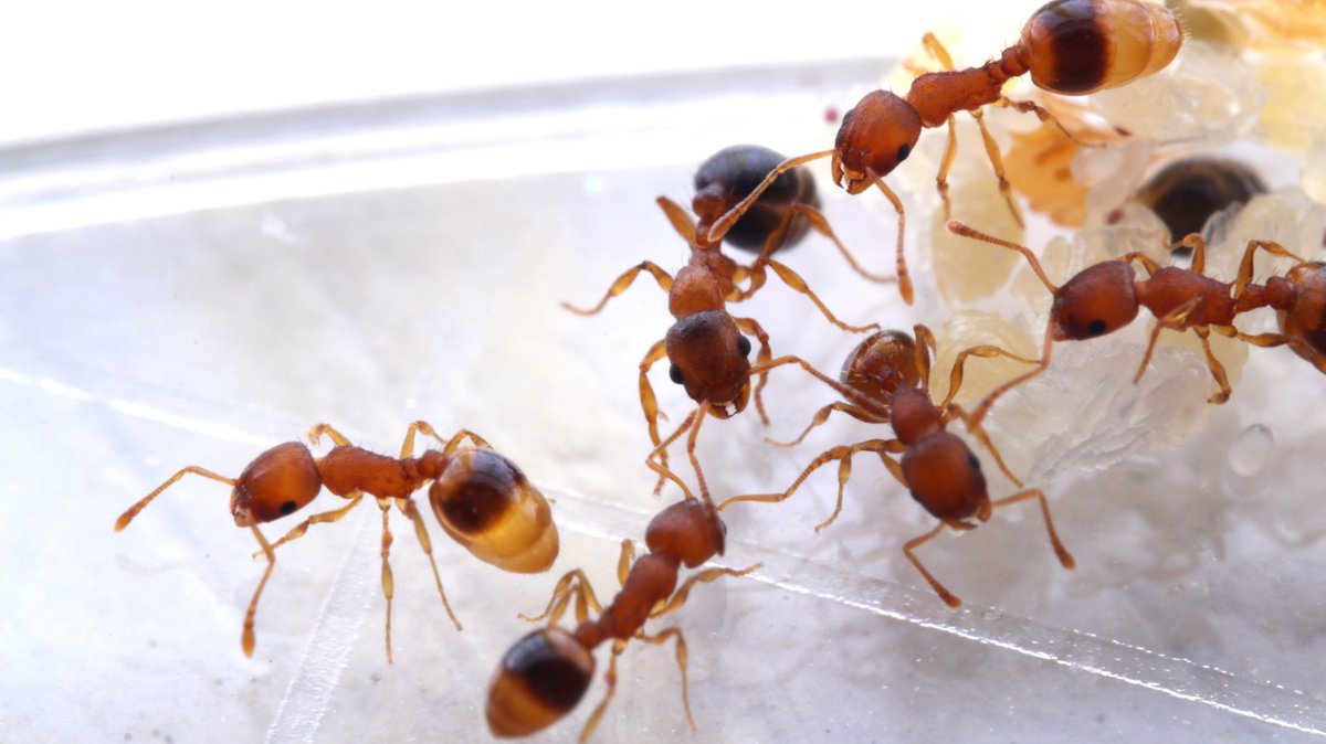 asocialant's tweet photo. 日本のキノムラヤドリムネボソアリ（Temnothorax kinomurai）に類似した、韓国産の Temnothorax sp. 1 です。宿主は Temnothorax pisarskii です。

記録された論文では、無翅女王型（ergatoid） と ワーカー の写真のみが掲載されていますが、最後の写真のように、有翅女王アリ も出現します。 https://t.co/eys9oO2fsG