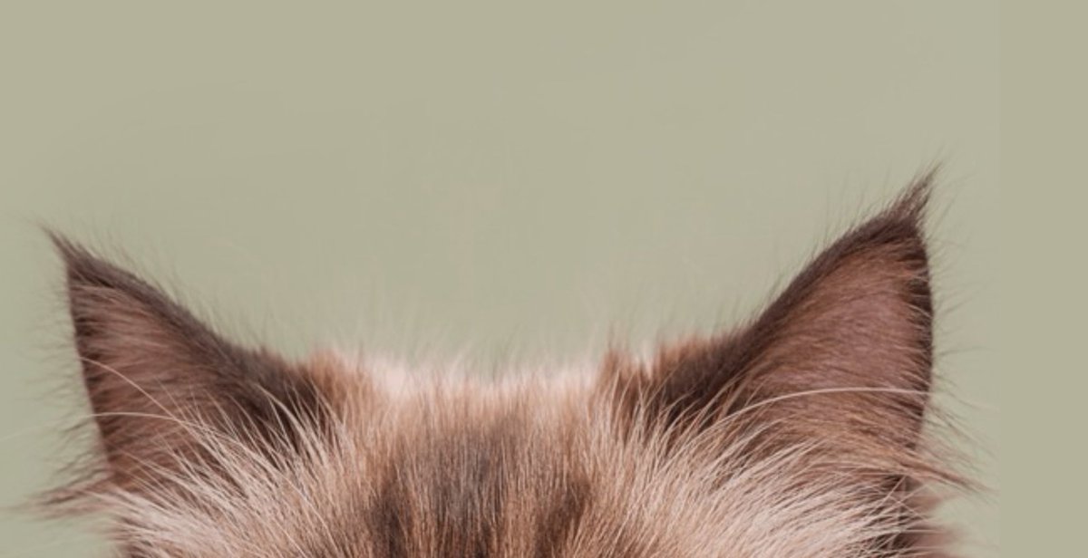 gibby ༄˖°✨࿔*:・ tweet media