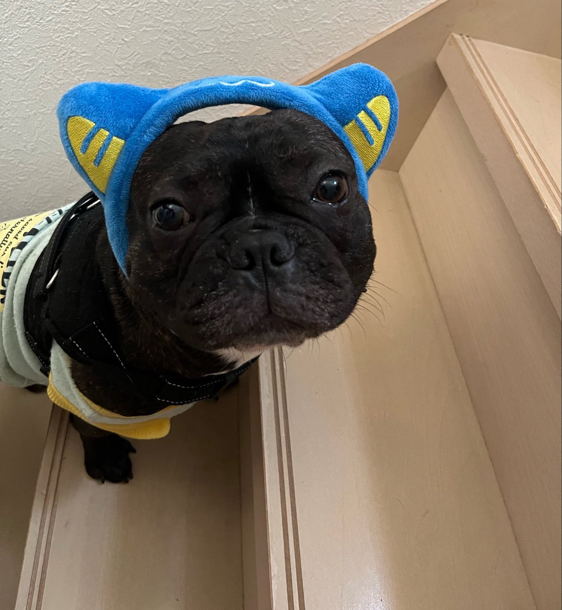 Bull_p00's tweet photo. 愛犬もパピちゃんになって一緒に応援するよ😊😊（無理やり付けた笑） https://t.co/lCgkPcirCg