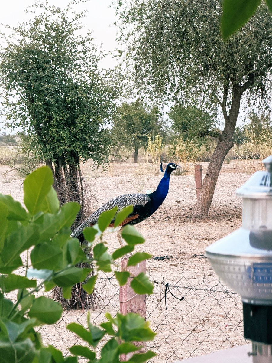 मरू री मरवण🏜️ tweet media