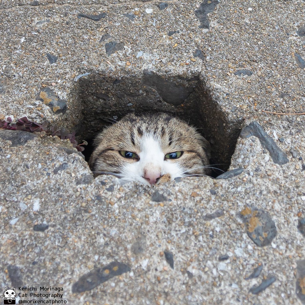 猫写真家 森永健一｜Comedy Pet Photo Awards 2022 日本人初の一位 tweet media