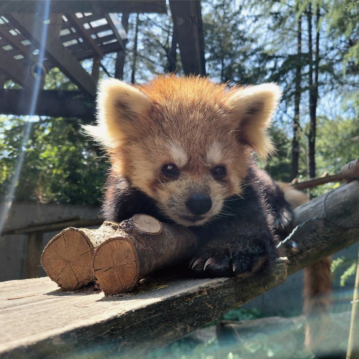 いしかわ動物園【公式】 tweet media