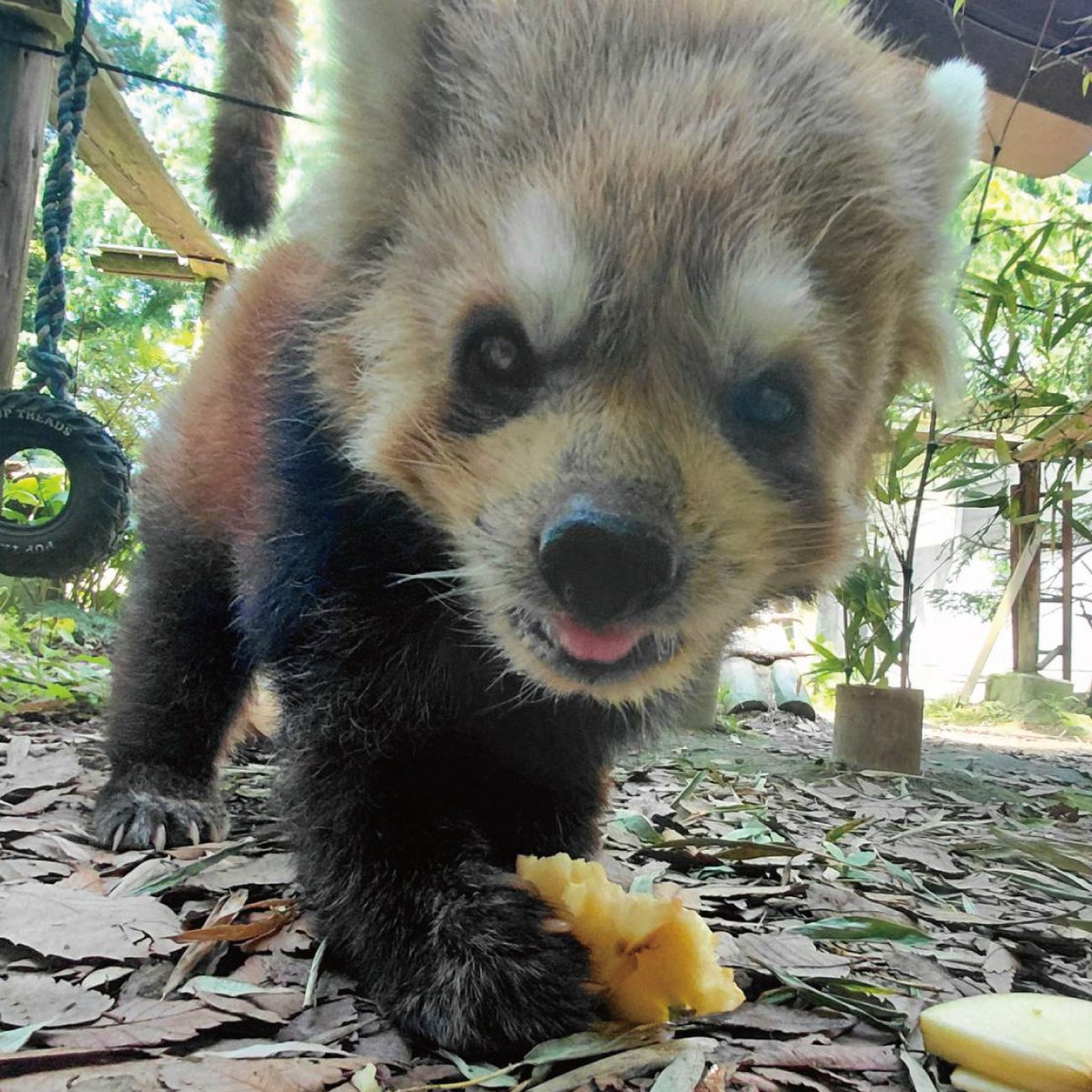 いしかわ動物園【公式】 tweet media