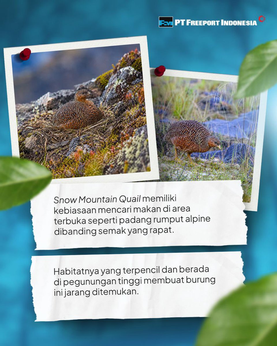 Freeport Indonesia tweet media