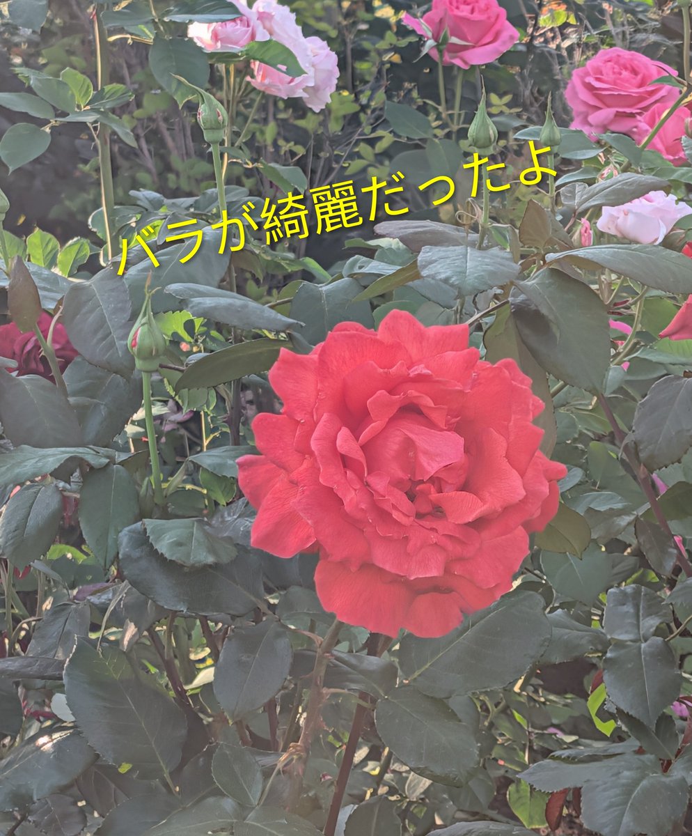 YUプッチGO💛🦔 tweet media