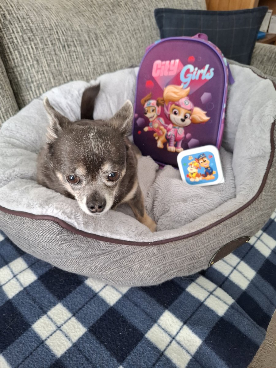 Tracy B & Nairo the Chihuahua tweet media