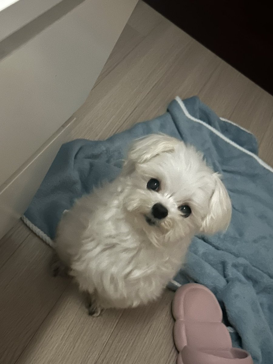 유자 tweet media