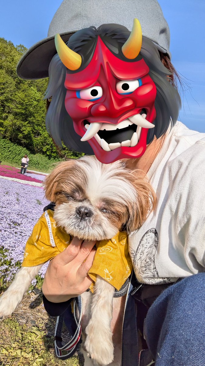 tanetaicho's tweet photo. 今日のお出かけは、ドッグフェスいわきと岩木山神社と焼山の芝桜とまあ1日連れ回しましたので９歳にはちょいとハードだったようです…ごめんね隊長さん🐶 https://t.co/pzlJqTbRDA