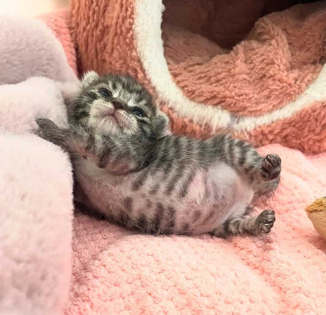 Daily Cat Posts tweet media