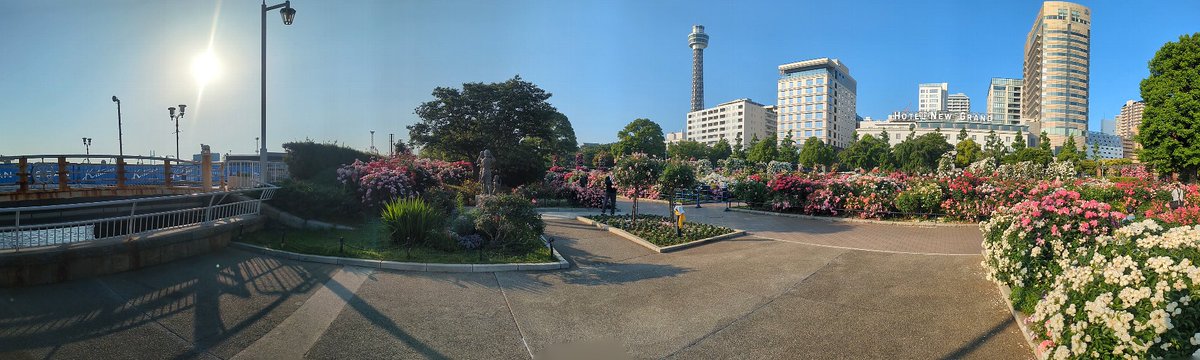 maylerant's tweet photo. 横浜市の血税を見てきました
日曜日でも大丈夫、そう朝の6:00ならね
朝日アタックを喰らえ🌅
トライアスロン大会勢と犬の散歩勢がちらほらいる程度で気持ちよく散策できました
地元のマダム曰く、今年はとにかく色んな色の花が満開で当たり年なんだとか https://t.co/aKYmIF9wFB