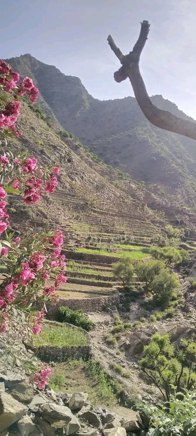 علي ناصر فلاحة tweet media