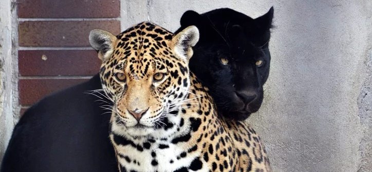 noir 🐆 tweet media