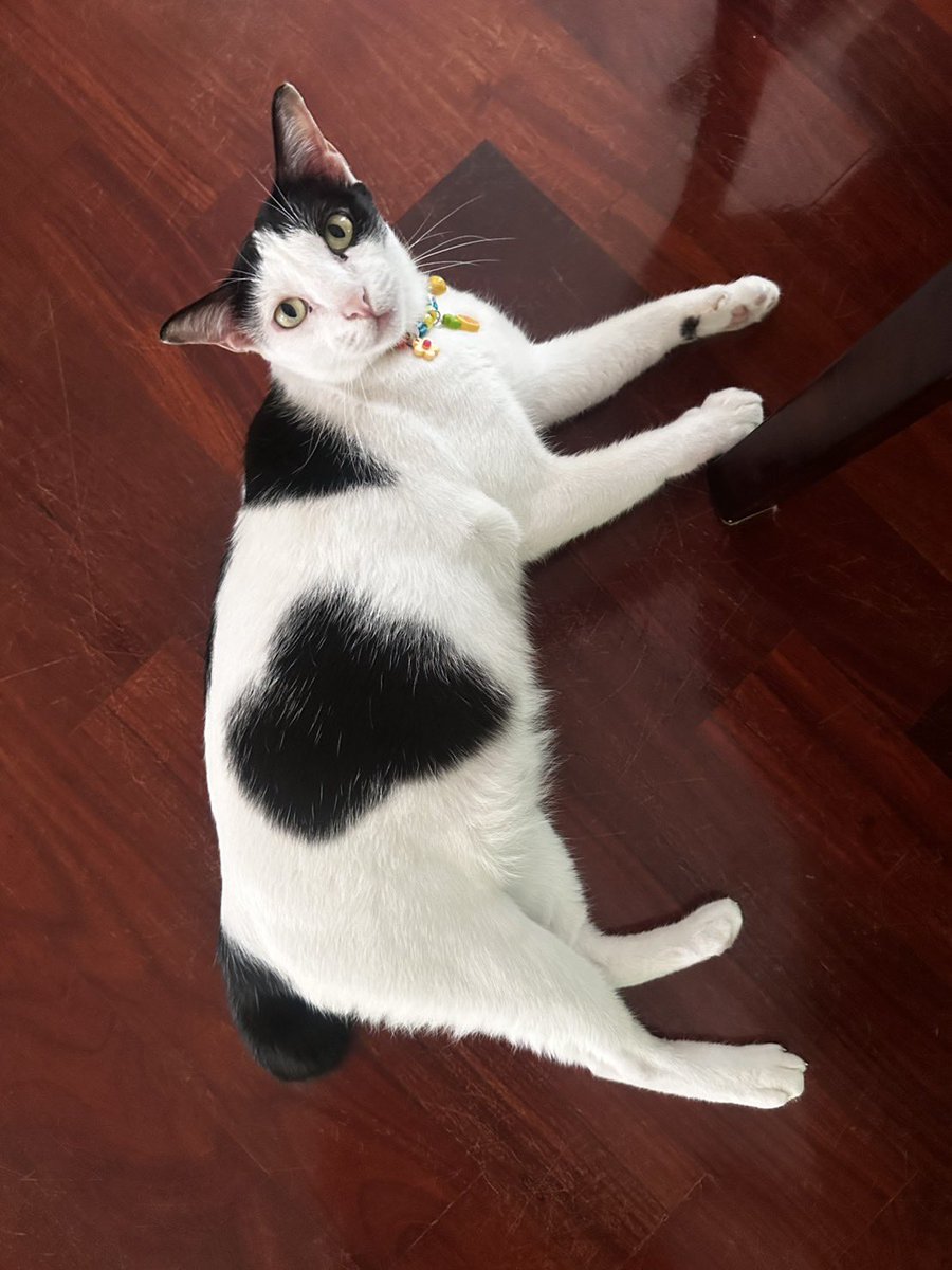 🐈‍⬛ tweet media