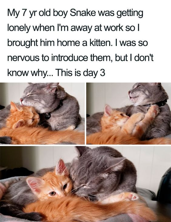 WholesomeMemes tweet media
