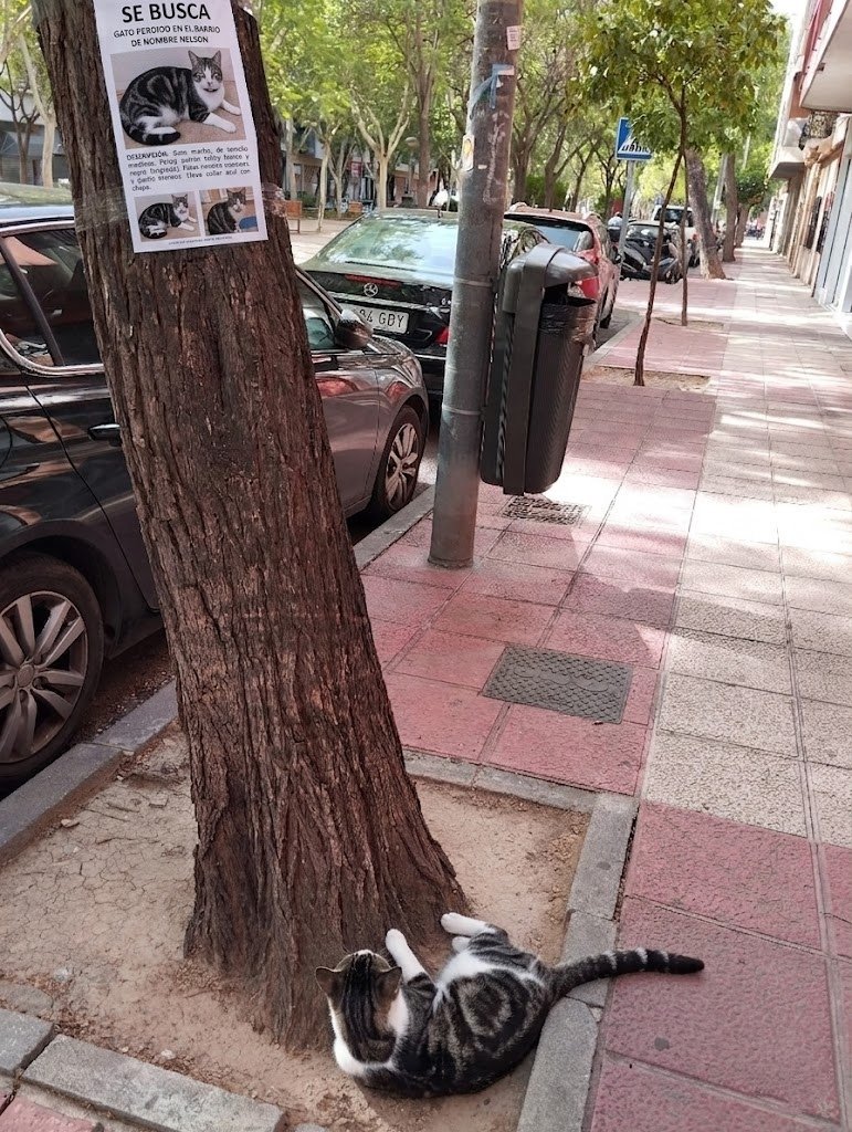 Dailymeow tweet media