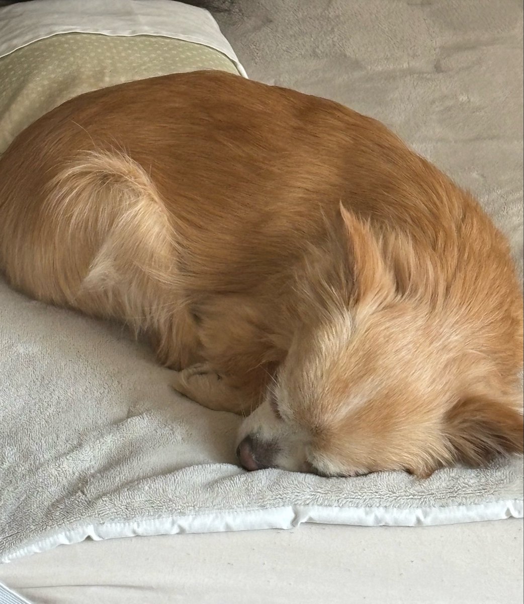 昼配信結局できなかった( ߹꒳​߹ )💧 ごめん 実家の犬には毎日