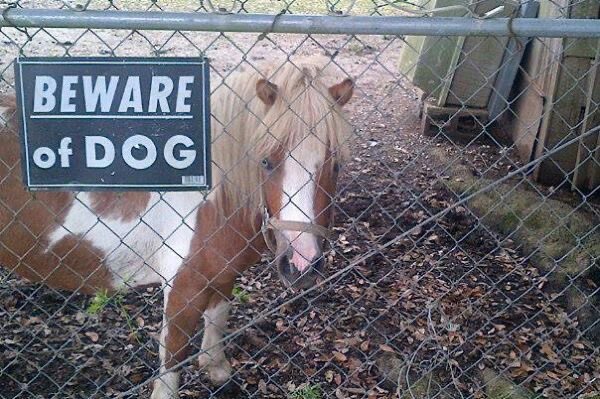 Dog tweet media