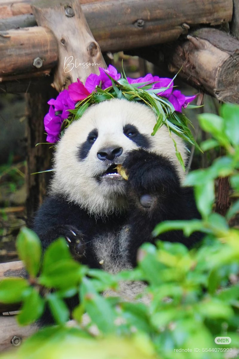flypanda (@fly_panda6) / Posts / X