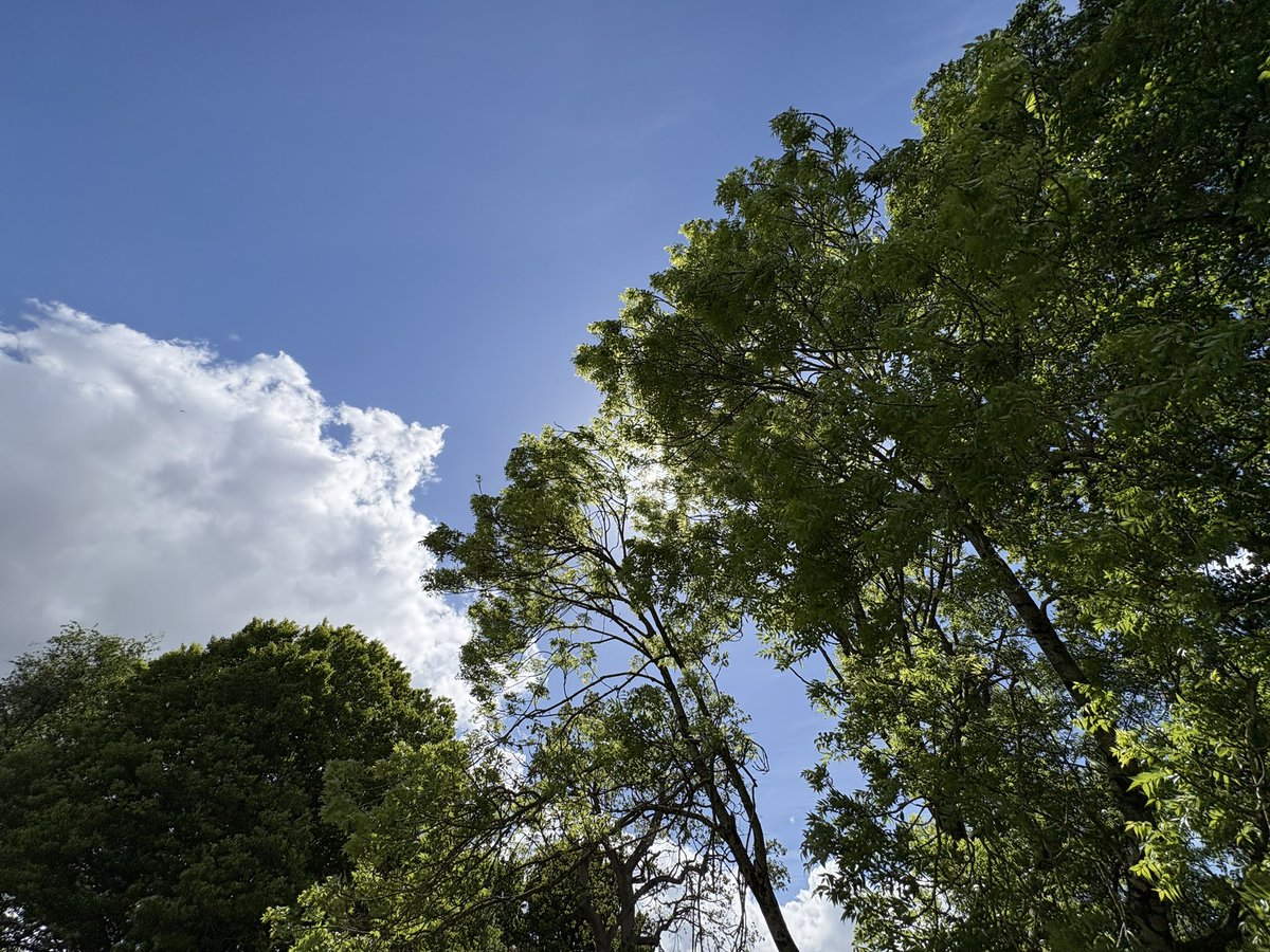 Exeter Trees tweet media