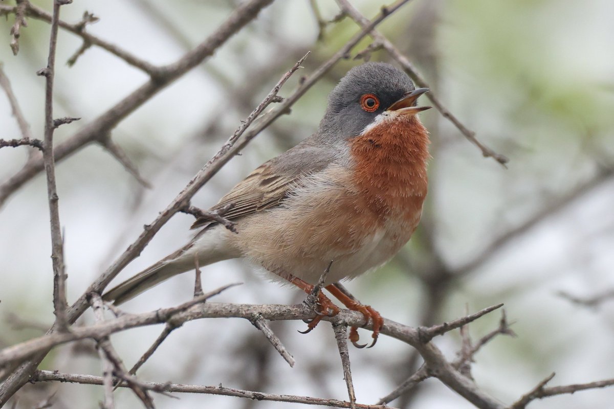 jamiesample99's tweet photo. Eastern Bonelli's Warbler, Hoopoe and Eastern Subalpine Warbler at Filia, Lesvos. 24 Apr 2026 #Lesvos https://t.co/JFxap9PdHO