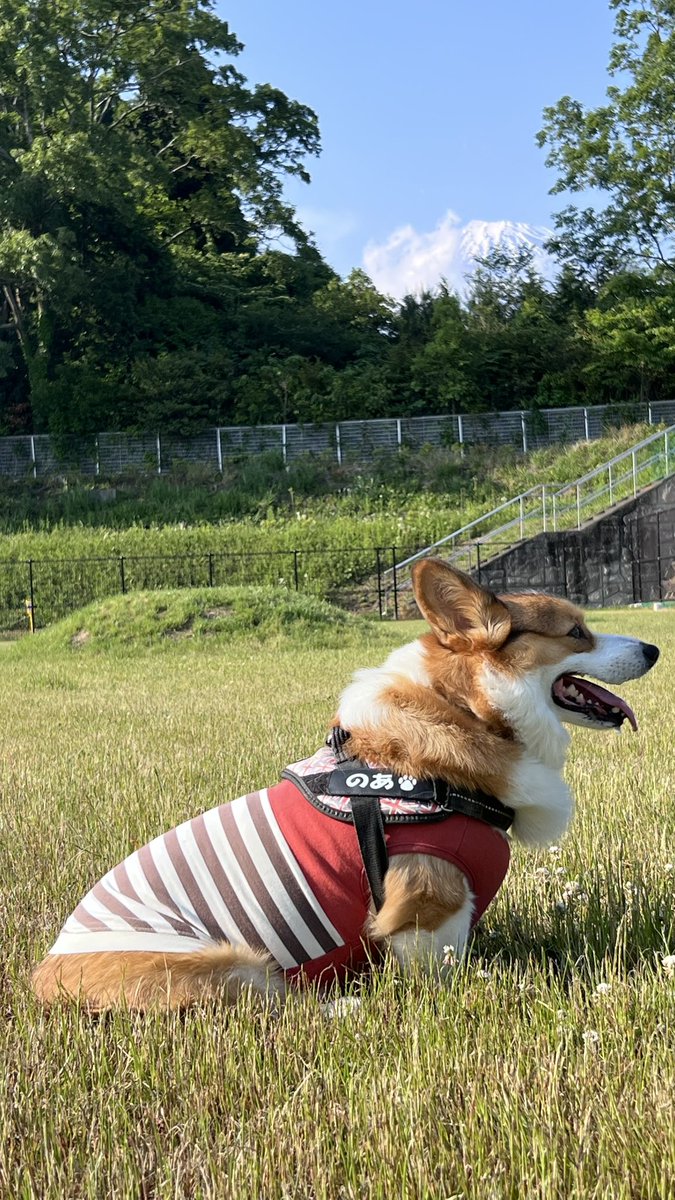 AK49_S660's tweet photo. 奥に富士山🗻
#corgi #コーギー #コーギーのいる暮らし https://t.co/iKARi1JAR4