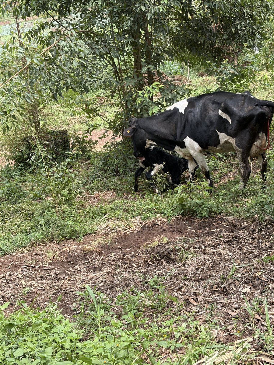 JosephRyarasa's tweet photo. Modernizing Agriculture starts with fixing the basics 

Rwanda’s agriculture sector is often praised as one of the key drivers of economic transformation, and to be fair, the country has made commendable progress over the years. But sometimes, it is the small experiences on the farm that remind us there is still a big gap between policy on paper and reality on the ground.

This week, i experienced that reality firsthand. On Thursday, i received exciting news from the farm that Jessica, one of my dairy cows, had safely given birth to a healthy calf (Jennie). Like any farmer, i was relieved and happy. But after 24 hours, i got another call informing me that the cow had retained the placenta, a condition that requires urgent veterinary attention to avoid infections and complications.

I immediately told the cattle keeper to call the veterinary officer. His response caught me off guard; the veterinary officer had no means of transport to reach the farm. Imagine that for a moment. A farmer dealing with an emergency has to think about how to transport the veterinary staff before the animal can receive treatment.

Eventually, we managed to get another doctor, and i personally drove close to 40 kilometers to ensure the cow received treatment. Thankfully, Jessica is now recovering well. But the whole experience left me thinking deeply about what we really mean when we talk about policy reform, modernization of agriculture, and improving service delivery.

The truth is, we cannot genuinely talk about modern agriculture when the basics are still missing. Agricultural extension workers and veterinary officers are the people closest to farmers. They are the bridge between government policy and productivity on the farm. Yet many of them are operating without motorcycles, without proper medical equipment, without refrigeration for vaccines, and without modern artificial insemination tools.

In a country where livestock farming plays a major role in household incomes and nutrition, veterinary services should not depend on whether a farmer owns a car or can facilitate transport for government staff.

If we are serious about increasing productivity, extension services need to be strengthened at the cell and sector levels. Veterinary officers should be properly equipped and facilitated to respond quickly when farmers need them.

The dairy sector itself also raises important questions.

Why is milk in Rwanda still relatively cheap compared to other countries in the region, yet farmers continue struggling with production costs? Today, many farmers sell milk between 450 and 550 francs per liter. On paper, the numbers may look attractive. For example, four Friesian cows producing about 30 liters each per day can generate around 120 liters daily. At 550 francs per liter, that is roughly 66,000 francs a day.

But once you factor in feeds, veterinary care, workers, water, transport, and farm maintenance, dairy farming quickly becomes a very expensive business.

This is why many farmers are slowly shifting away from dairy farming into beef production or piggery, where they feel returns are more predictable.

Rwanda needs more milk production, better nutrition, and stronger agro-processing industries. But that will only happen if farmers are supported practically, not just theoretically. Policies must move beyond documents and conferences and start responding to the everyday realities farmers face on the ground.