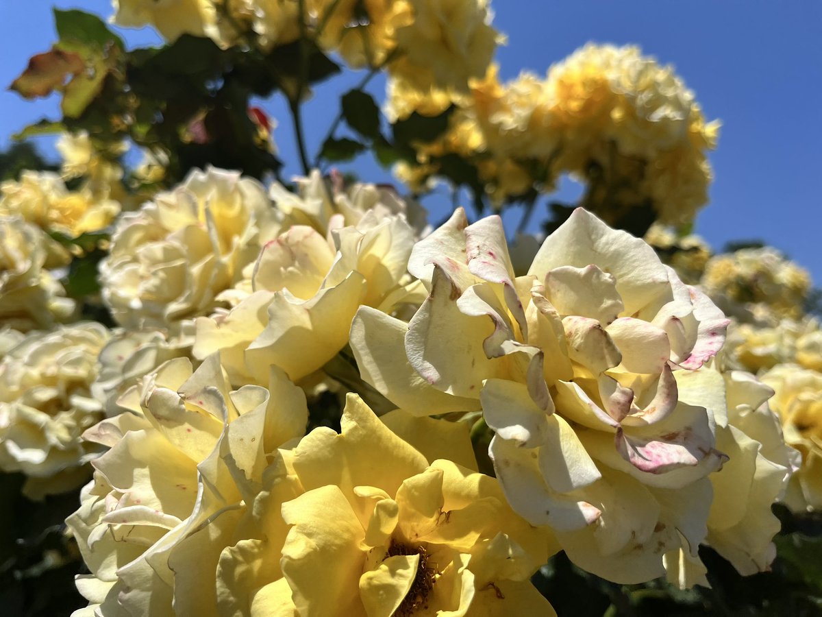 Rusca Fiore tweet media