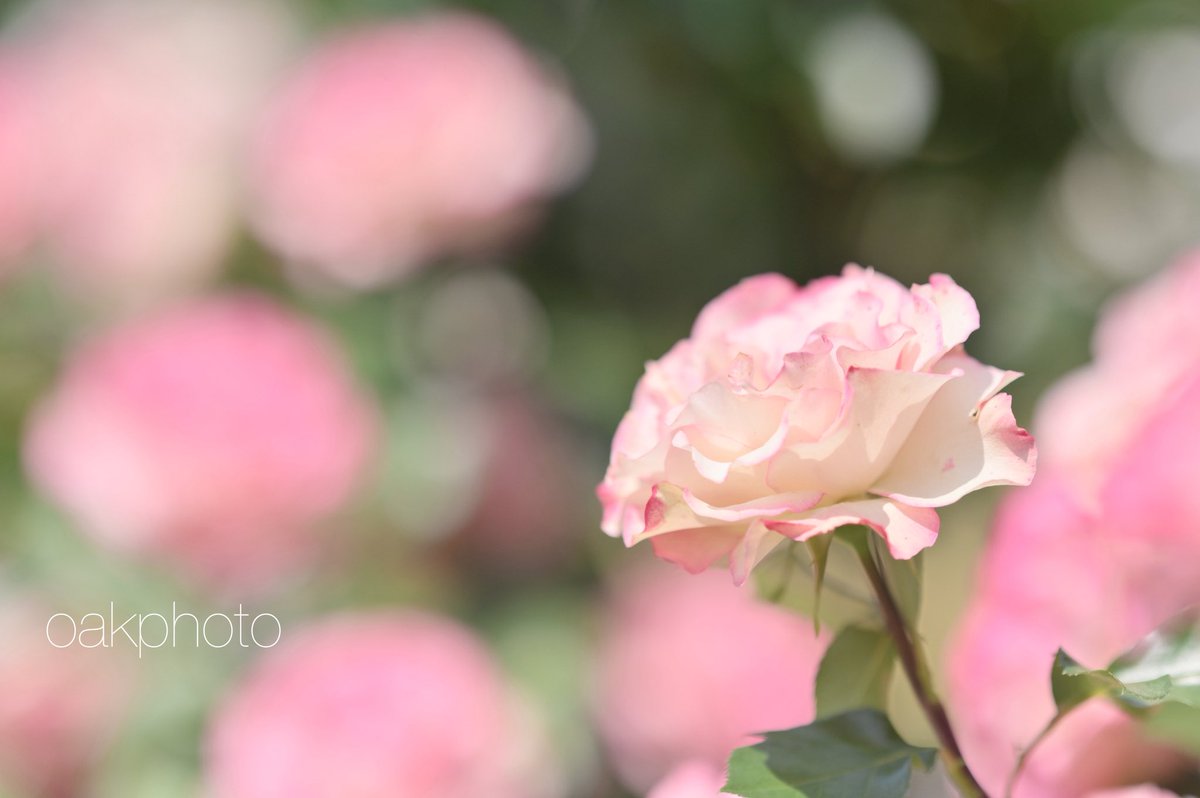 OakPhoto's tweet photo. ピンクの縁取り🩷

#京成バラ園
#ほのか
#Nikon #Z6 #NIKKORZ135mmPlena https://t.co/kpW0lVMFbx