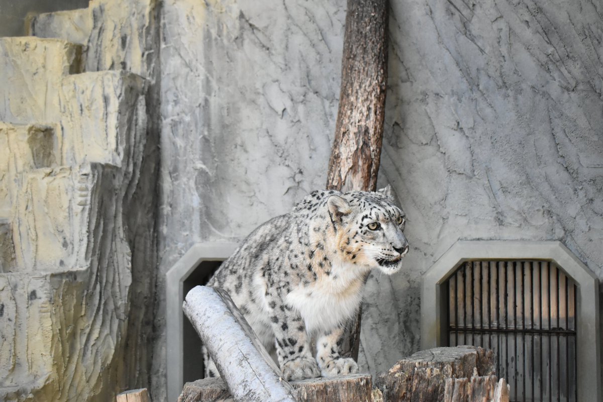 名古屋市東山動植物園 tweet media